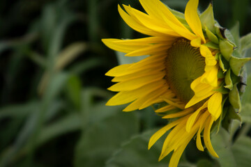 Fototapeta premium Countless sunflowers blooming in the meadow.초원에 수없이 많은 꽃송이가 피어있는 해바라기들