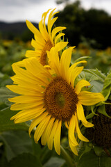 Obraz premium Countless sunflowers blooming in the meadow.초원에 수없이 많은 꽃송이가 피어있는 해바라기들