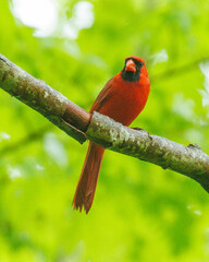Male cardinal perched on a thick branch within a tree canopy.