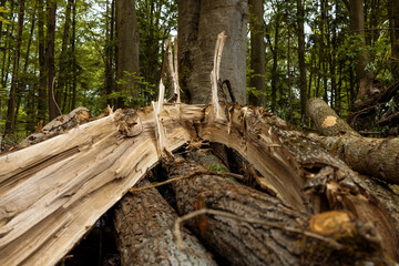 Obraz premium Texture of a split tree trunk lying on a pile of firewood