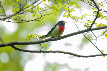 Rose breasted Grosebeak perched on a branch