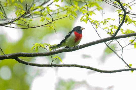 Rose breasted Grosebeak perched on a branch