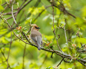 Backside of a cedar waxwing sitting on a flooring tree branch