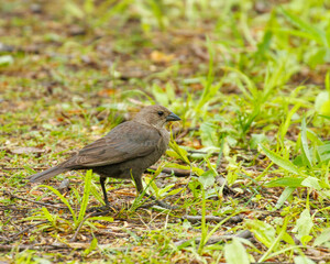 Brown headed cowbird standing in grass.