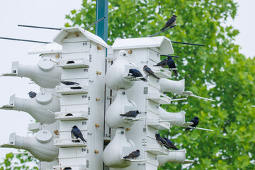 Purple martins on a purple martin condo house nesting boxes.