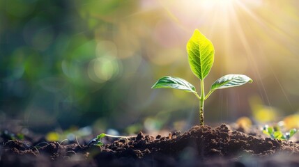 Young Plant Thrives in Sunlit Garden
