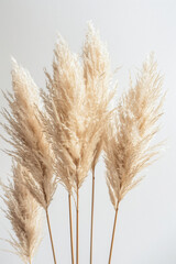 Fototapeta premium Photo of Pampas grass on white background, aesthetic, minimalist style, soft light and shadow, close-up view