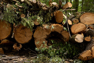 Hollow thick logs and thin branches of old sawn trees are stacked in the forest, close-up
