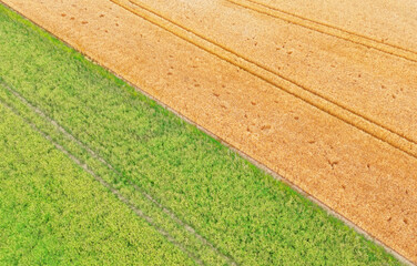 Green and yellow fields with visible tractor tracks