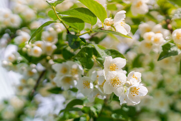 Blooming jasmine bush with fresh white wet flowers on branch in sunlight in summer. Flowering tree in summertime season