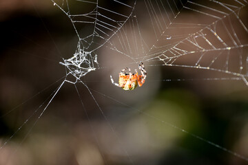 Orange and Yellow Marbled Orbweaver Spider in a Web