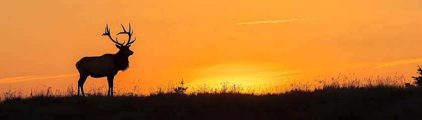 Majestic Elk Silhouette at Sunset