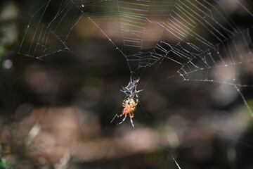 Underside of a Marbled Orbweaver Spider in a Web