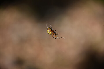 Close Up of a Yellow Marbled Orbweaver Spider