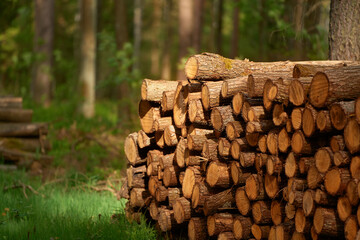 Cut Logs Piled High as Evidence of Deforestation Grows