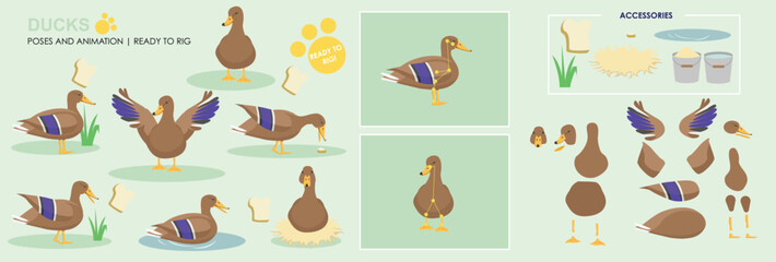 Cute Male Duck Drake Character ready to animate and rig. Vector collection with multiple poses and positions, swimming, sitting, flapping, eating.
