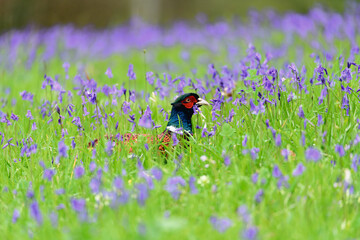 partridge sat in field of bluebells