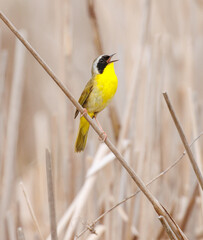 Common Yellow throat warbler perched on a reed singing