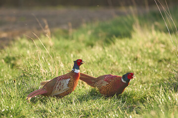 Fototapeta premium Colorful pheasants in green field on sunny spring day