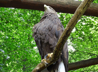 White-tailed eagle (Haliaeetus albicilla) at zoo