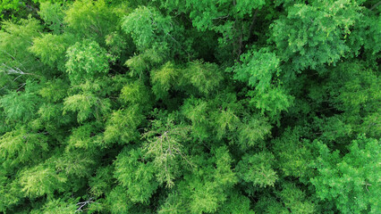 Green forest landscape from above