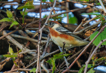Bay Breasted Warbler hiding in a tangle of twigs