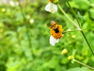 bee on flower