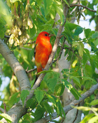 Scarlet Tanager in the v of a tree