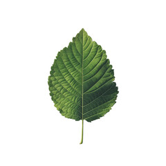 Fototapeta premium Intricate Close-Up of a Green Leaf, isolated on transparent background.