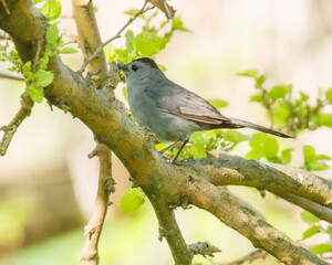 Gray Catbird standing on a branch with green leaves