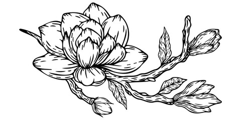 Magnolia flowers and buds on white. Vector illustration