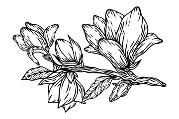 Magnolia flowers and buds on white. Vector illustration