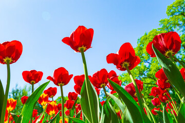 Fototapeta premium Red tulips blooming in the park. View from below.