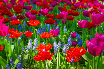 Obraz premium Red and purple tulips and blue muscari flowers blooming in the park.