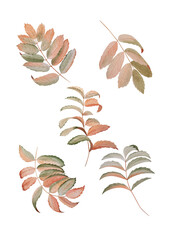 Leaves on white, branch, rowan, berries. Isolated drawing. Watercolor drawing of a branch with berries.