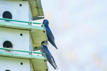 Two purple martins on edge of nesting boxes