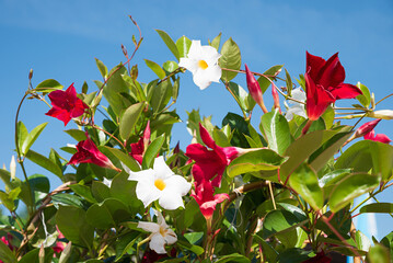 creeper plant Mandevilla with green leaves and white and red blossoms