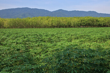 Full view of a cassava plantation with a rubber plantation, mountains and sky in the background.