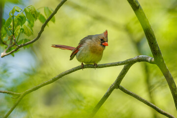 Female cardinal on a branch in a forest looking inquisitive.