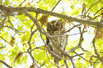Eastern Screech Owl in a tree with eyes open.