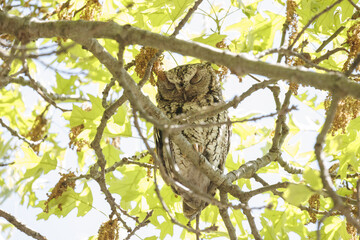 Eastern Screech Owl in a tree with eyes closed