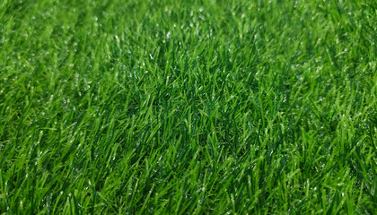 Green grass background in top view for graphic design