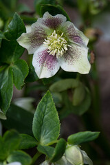 Obraz premium Hybrid Lenten Rose flower growing in a garden in New York
