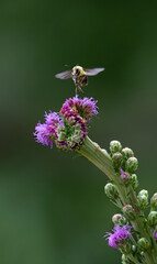 bumble bee approaching flower with dark background