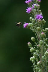 bumble bee approaching flower with dark background
