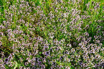 Blossoming thymus serpyllum, wild thyme.