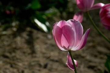 Fototapeta premium Pink flower tulip lit by sunlight. Soft selective focus, tulip close up, toning. Bright colorful tulip photo background