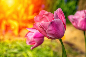 Naklejka premium Pink flower tulip lit by sunlight. Soft selective focus, tulip close up, toning. Bright colorful tulip photo background