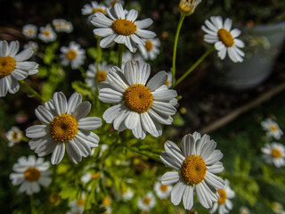 Summer Garden Daisies.