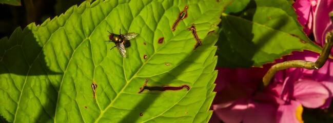A close-up macro photograph of a fly, showcasing intricate details of its eyes, wings, and body. The image highlights the complex structure and textures, capturing the essence of the insect in stunnin
